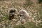 Girl dog meadow chamomile. Child girl embraces her furry friend Maremma Sheepdog in a serene chamomile field, surrounded