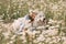 Girl dog meadow chamomile. Child girl embraces her furry friend in a serene chamomile field, surrounded by lush greenery