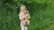 girl with a dog in nature. little girl walking with a cute Yorkshire terrier dog in the park