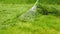 The girl is doing gathering the grass in a heap, using a rake to pull together the mowed grass,close-up.