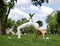 Girl doing gymnastics exercise