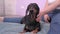 Girl doing stretching, faithful companion dachshund dog lies nearby and yawns