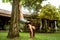 Girl doing yoga in a tropical garden