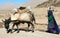 A girl with donkey near Chaghcharan, Ghor Province, Central Afghanistan