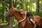 Girl in dress and brown horse portrait in forest