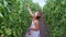 Girl in dress collects crop of tomatoes in greenhouse in basket.