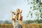 A girl in a dress walking in nature wears a gas mask