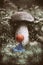 The girl dressed in blue frock with red umbrella walking at rain in forest has found amazing huge mushroom.