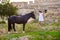 A girl dressed in a white peasant dress walks through the territory of an ancient castle and meets a horse