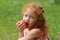 Girl eats apple on lawn in green summer park, close up, s