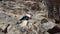 Girl is engaged in rock climbing on a steep cliff