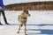 The girl is engaged in training a gray wolf in a snowy and sunny field.