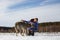 The girl is engaged in training a gray wolf in a snowy and sunny field.