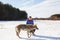 The girl is engaged in training a gray wolf in a snowy and sunny field.