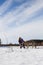 The girl is engaged in training a gray wolf in a snowy and sunny field