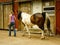 Girl on farm walking a horse past a barn