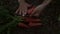 A girl farmer peels fresh carrots.Hands of a young farmer girl sorting out a carrot crop.