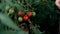 Girl farmer picks ripe red tomatoes and puts them in a box in a vegetable garden. Harvesting tomato. Harvesting In The