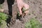 Girl farmer removes weeds from field