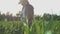 Girl farmer with tablet monitors crop, corn field, sunset, slow motion video.