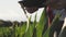 Girl farmer with a tablet monitors the crop, corn field at sunset, slow motion video. Hands up.