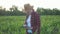 Girl farmer with a tablet to monitor the harvest, a corn field at sunset