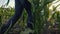 Girl farmer walks through a corn field