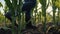 Girl farmer walks through a corn field