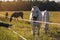 Girl feeding couple of white horses graze in a paddock.