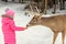 Girl feeding deer in the Omega Park of Quebec