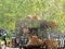 The girl is feeding five tigers at Safari World zoo