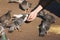 Girl feeding flock of pigeons