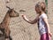 Girl feeding goat