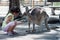 Girl feeding kangaroos at the zoo in Israel