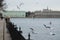 Girl feeding seagulls on the waterfront in the spring