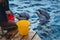 Girl feeding wild dolphins on the sea coast.