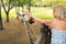 A girl feeds a beautiful giraffe in the Mauritius Kasela park