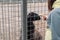 A girl feeds a brown sheep with apples through a net in a cage.