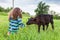 Girl feeds the calf grass