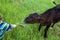 Girl feeds the calf grass