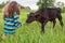 Girl feeds the calf grass