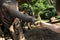 A girl feeds an elephant with a banana