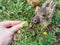 Girl feeds small striped wild boars apples from hands