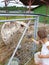 girl feeds a spotted pony carrots on a farm