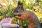 Girl feeds a squirrel with nuts in an autumn park