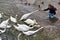 Girl feeds swans on lake