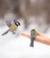 Girl feeds a tit from a palm. A bird lands on a woman`s hand to take foodand the other sits on the palm of its hand