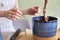 Girl fertilizes plant ficus benjamina tree in pot with mineral fertilizer in sticks at home