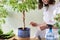 Girl fertilizes plant ficus benjamina tree in pot with mineral fertilizer in sticks at home