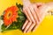 Girl fingWoman hands with natural beige nails color on Gerbera floweer with beige natural nails color on big Gerbera orange flower